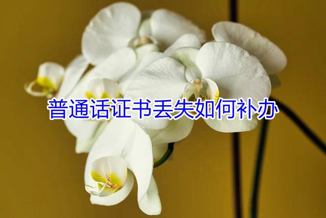 普通话证书丢失如何补办