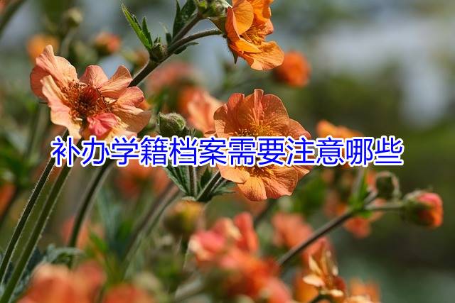 补办学籍档案需要注意哪些