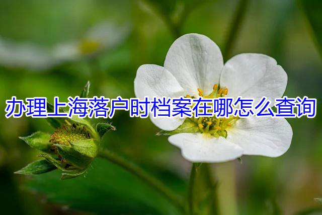 办理上海落户时档案在哪怎么查询