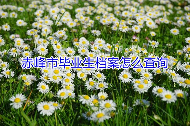 赤峰市毕业生档案怎么查询