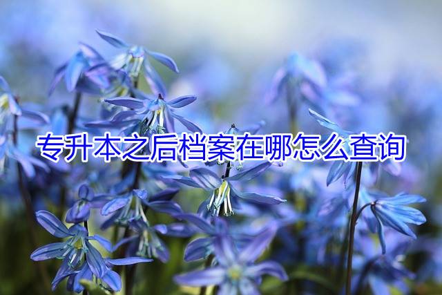 专升本之后档案在哪怎么查询