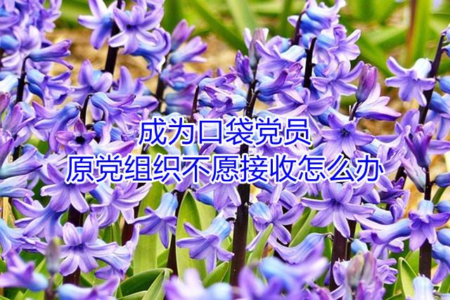 成为口袋党员,原党组织不愿接收怎么办