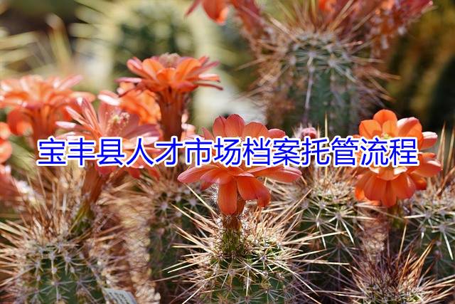 宝丰县人才市场档案托管流程