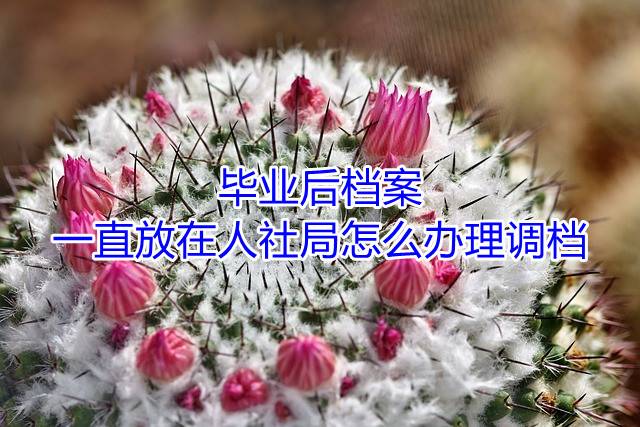 毕业后档案一直放在人社局怎么办理调档