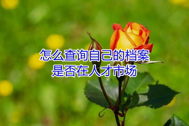 怎么查询自己的档案是否在人才市场