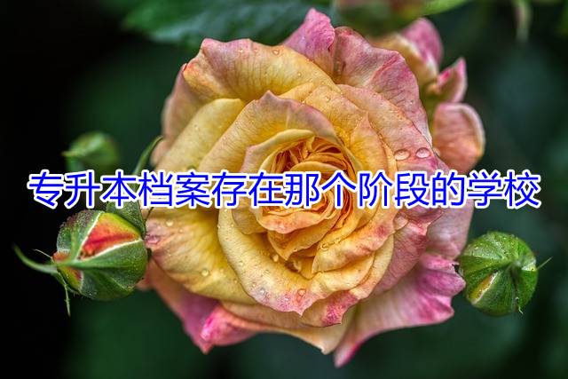 专升本档案存在那个阶段的学校