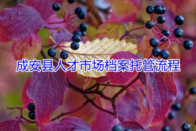 成安县人才市场档案托管流程