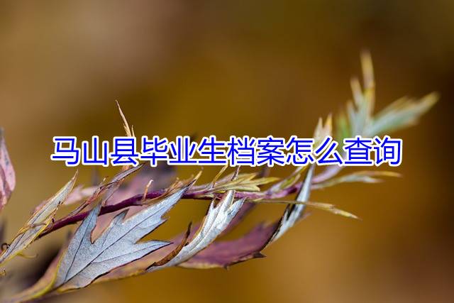 马山县毕业生档案怎么查询