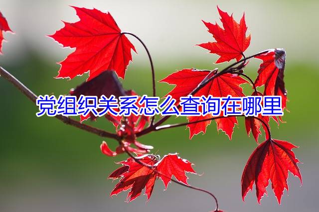 党组织关系怎么查询在哪里