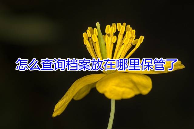 怎么查询档案放在哪里保管了