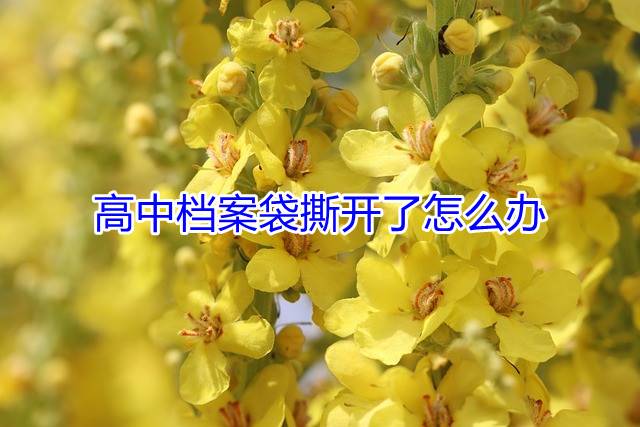 高中档案袋撕开了怎么办