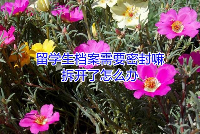 留学生档案需要密封嘛，拆开了怎么办