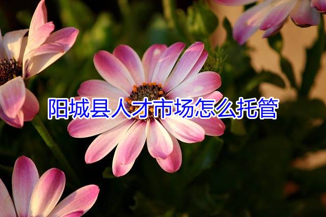 阳城县人才市场怎么托管