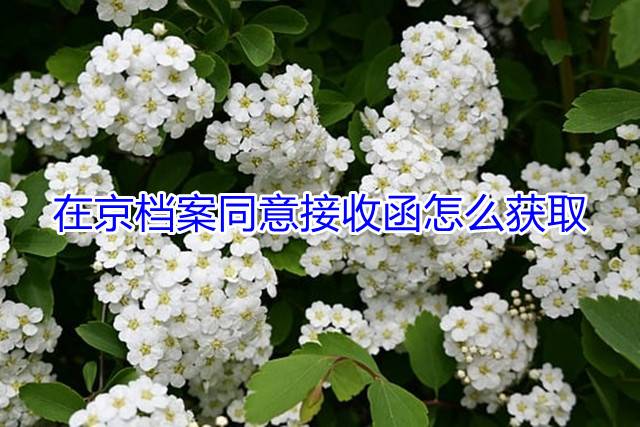 在京档案同意接收函怎么获取