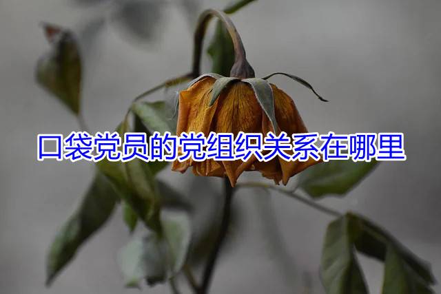 口袋党员的党组织关系在哪里