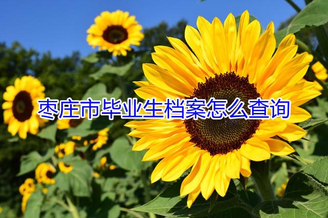 枣庄市毕业生档案怎么查询