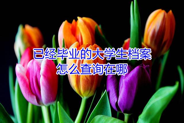 已经毕业的大学生档案怎么查询在哪