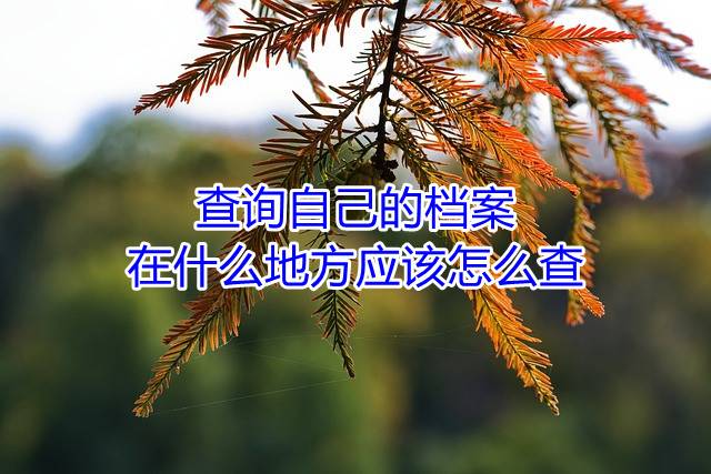 查询自己的档案在什么地方应该怎么查