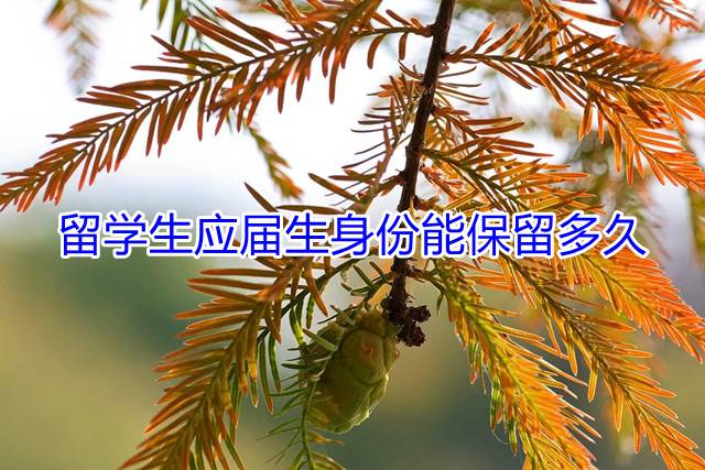 留学生应届生身份能保留多久