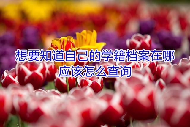 想要知道自己的学籍档案在哪，应该怎么查询