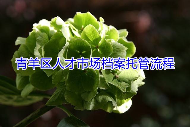 青羊区人才市场档案托管流程