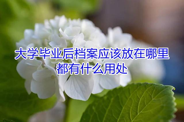 大学毕业后档案应该放在哪里，都有什么用处