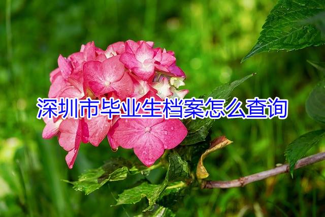 深圳市毕业生档案怎么查询
