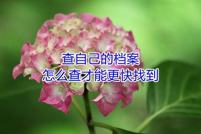 查自己的档案，怎么查才能更快找到