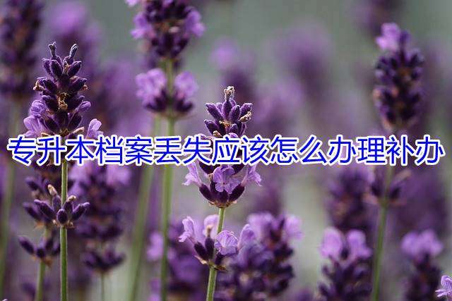专升本档案丢失应该怎么办理补办