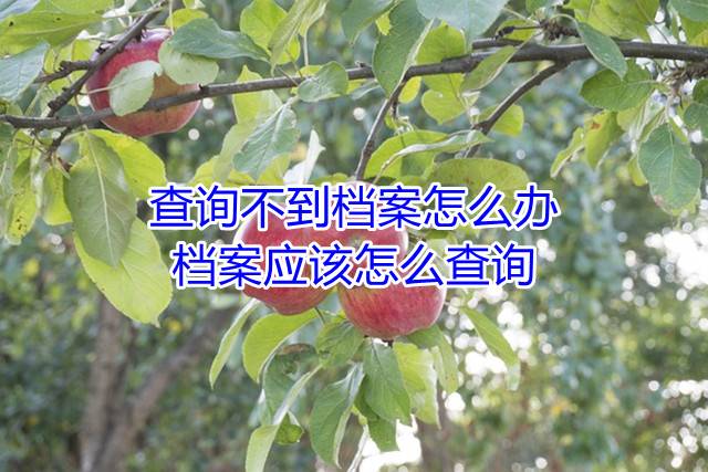 查询不到档案怎么办，档案应该怎么查询