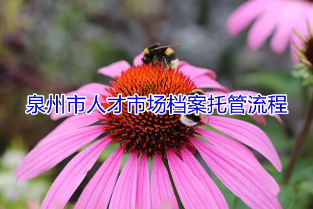泉州市人才市场档案托管流程