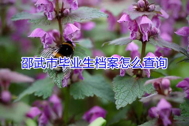 邵武市毕业生档案怎么查询