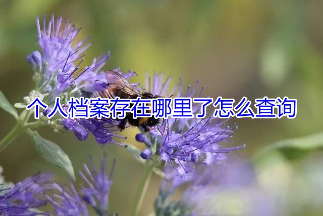 个人档案存在哪里了怎么查询