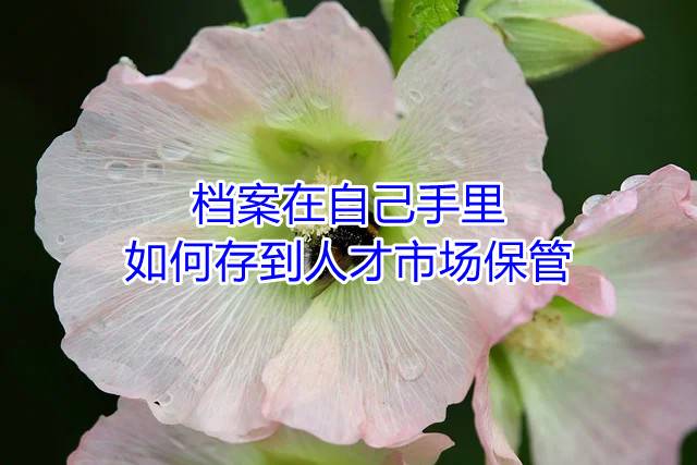 档案在自己手里如何存到人才市场保管
