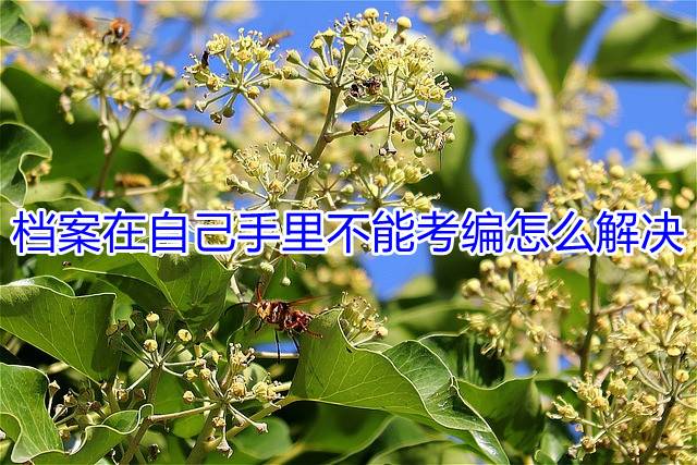 档案在自己手里不能考编怎么解决