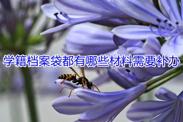 学籍档案袋都有哪些材料需要补办
