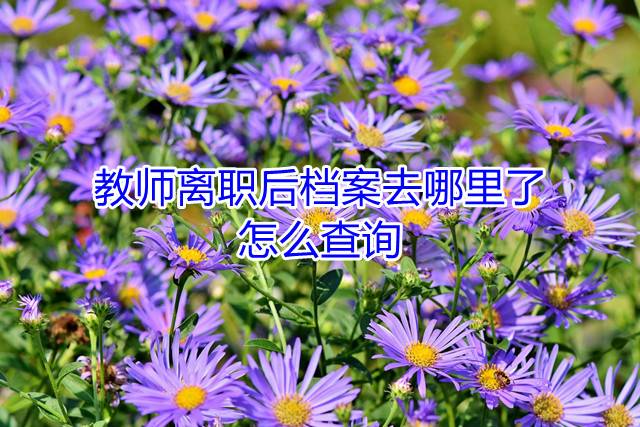 教师离职后档案去哪里了怎么查询