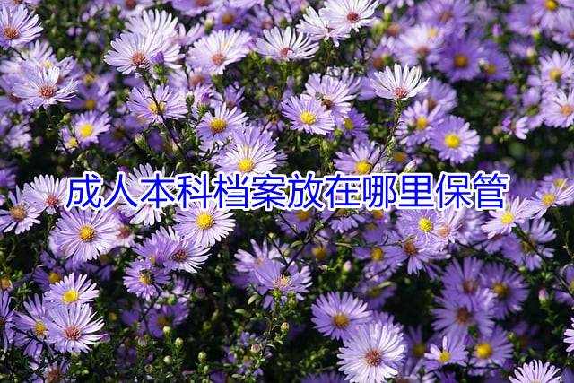 成人本科档案放在哪里保管