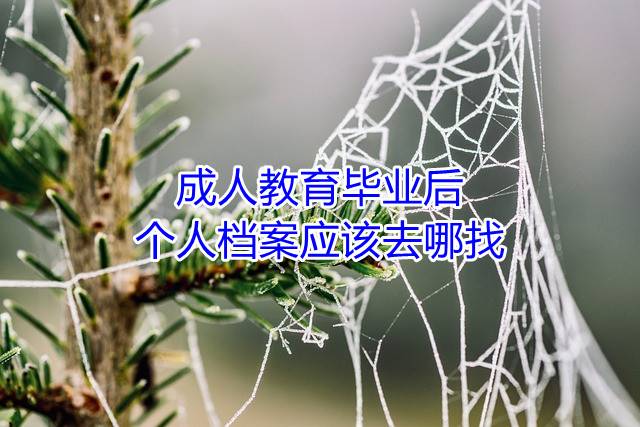 成人教育毕业后个人档案应该去哪找