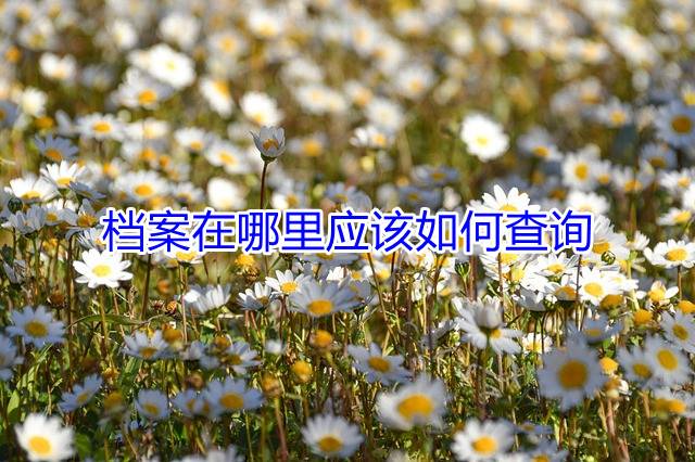 档案在哪里应该如何查询