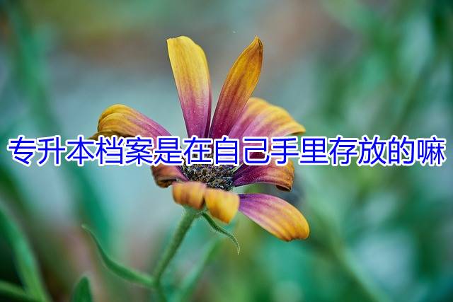 专升本档案是在自己手里存放的嘛