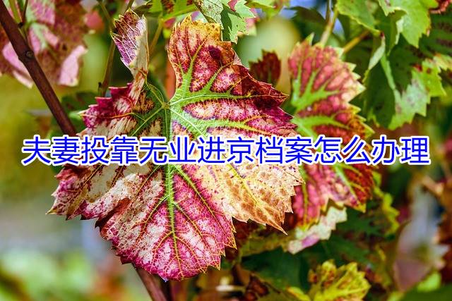 夫妻投靠无业进京档案怎么办理