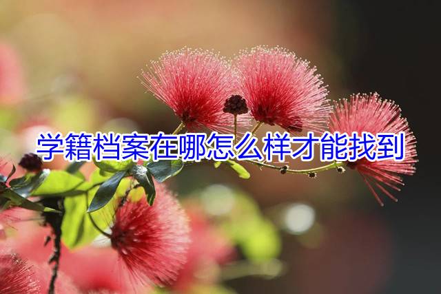 学籍档案在哪怎么样才能找到