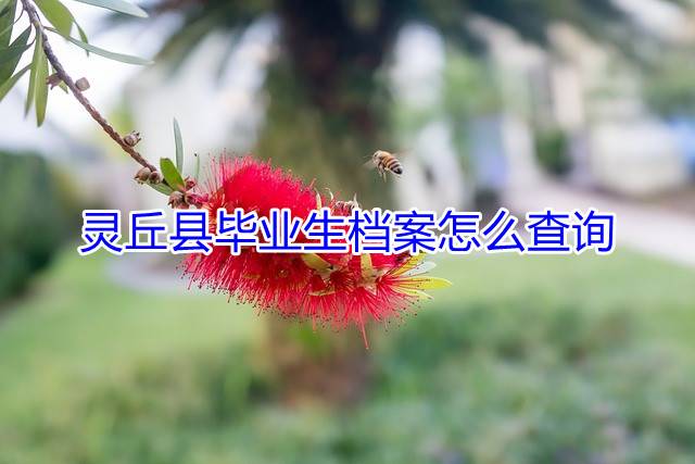 灵丘县毕业生档案怎么查询