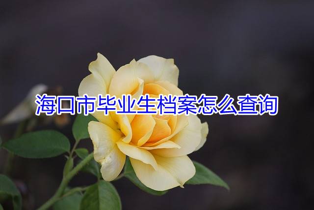 海口市毕业生档案怎么查询