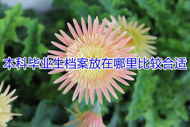 本科毕业生档案放在哪里比较合适