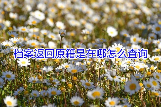 档案返回原籍是在哪怎么查询