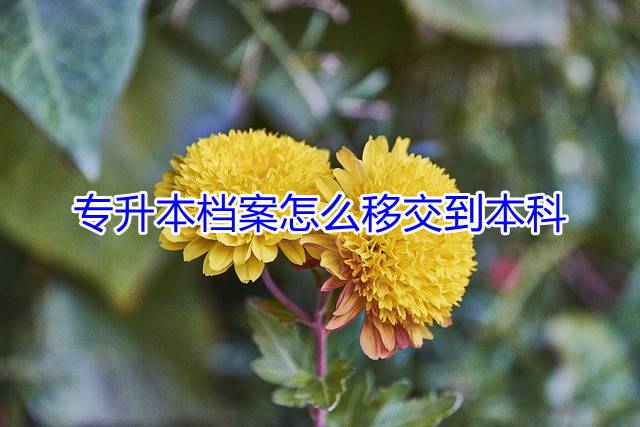专升本档案怎么移交到本科