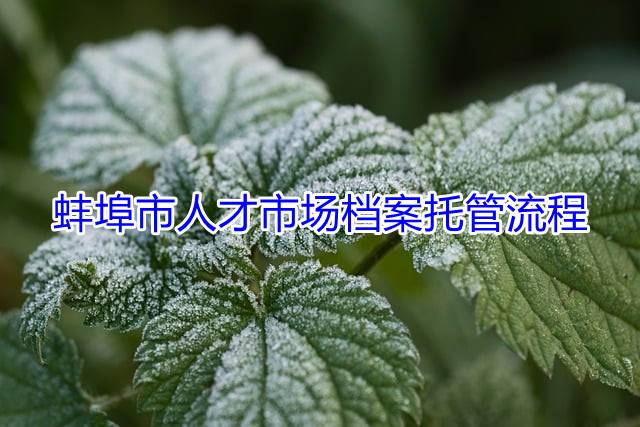 蚌埠市人才市场档案托管流程