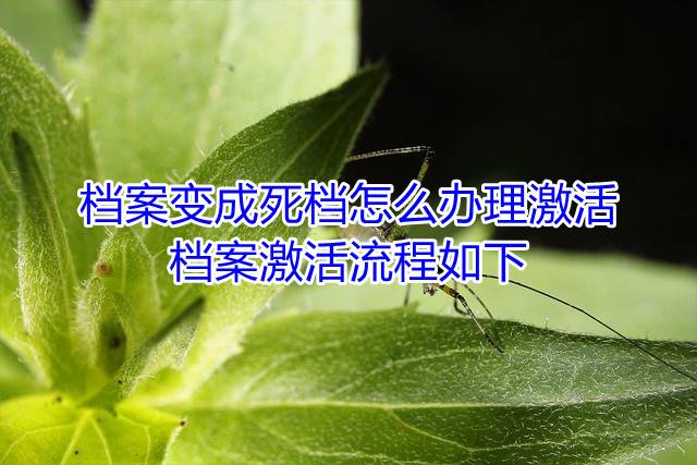 档案变成死档怎么办理激活，档案激活流程如下